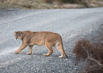 I puma rendono le strade più sicure spaventando i cervi