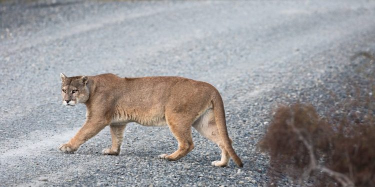 I puma rendono le strade più sicure spaventando i cervi