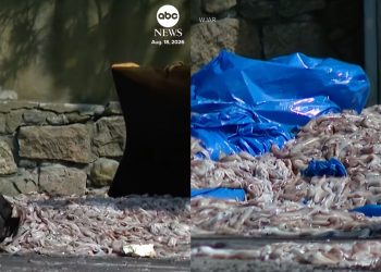 "Squidpocalypse": camion di calamari ribaltato in Rhode Island